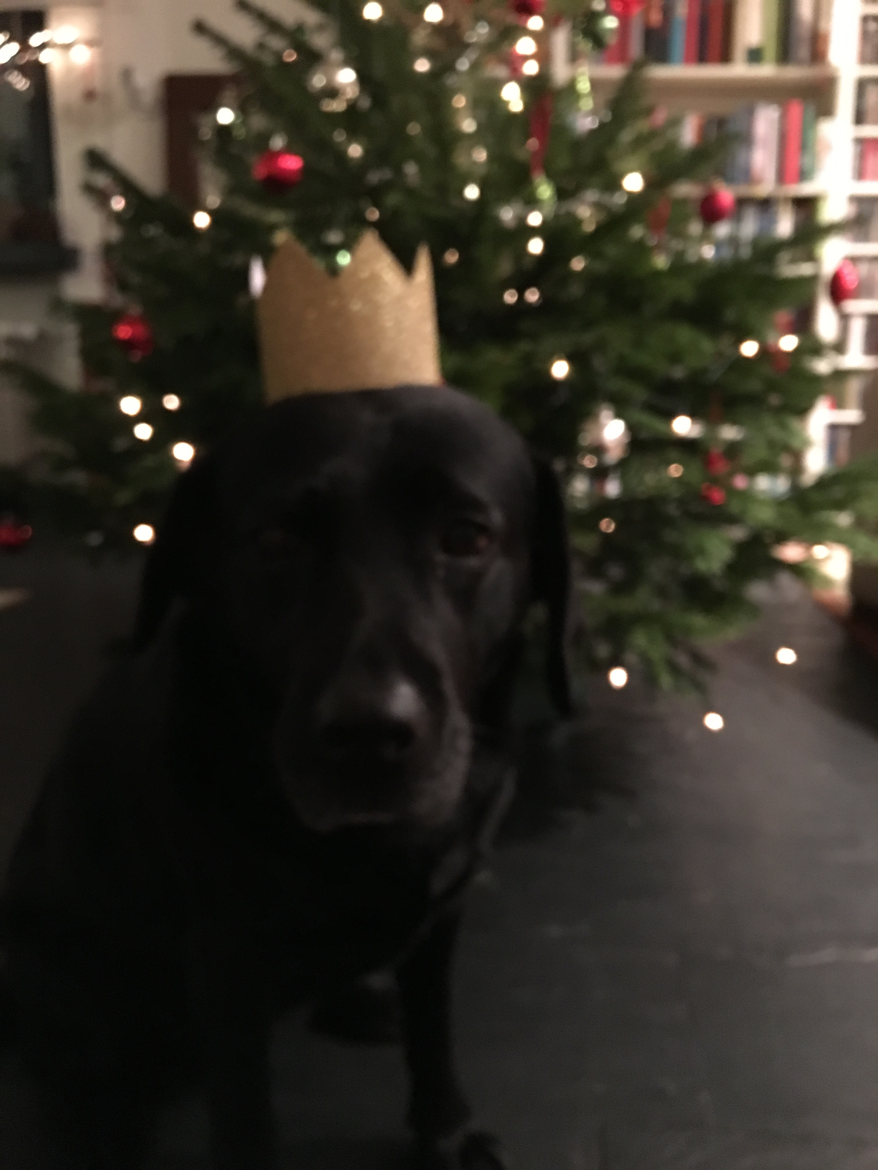 Milla mit Krone vor dem Weihnachtsbaum