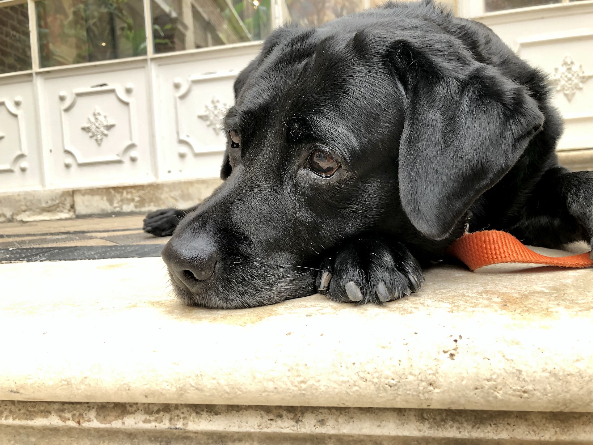 Milla vor dem Wintergarten von Jules Verne