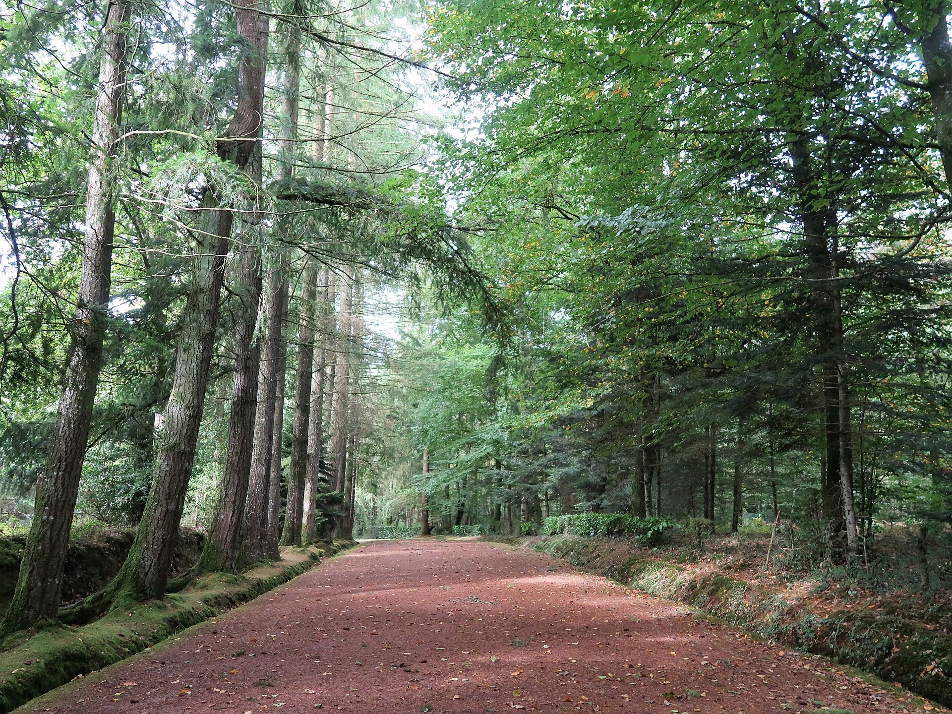 Waldweg Paimpont