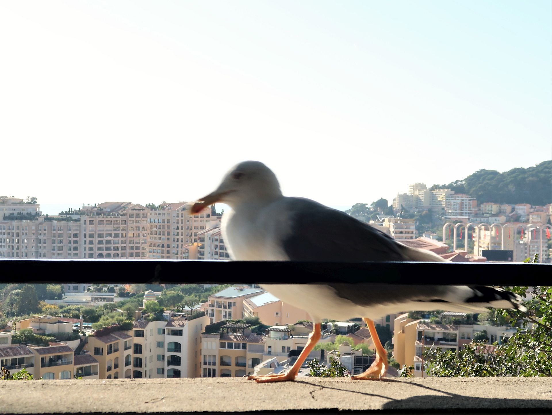 Möwe in der Altstadt von Monte Carlo