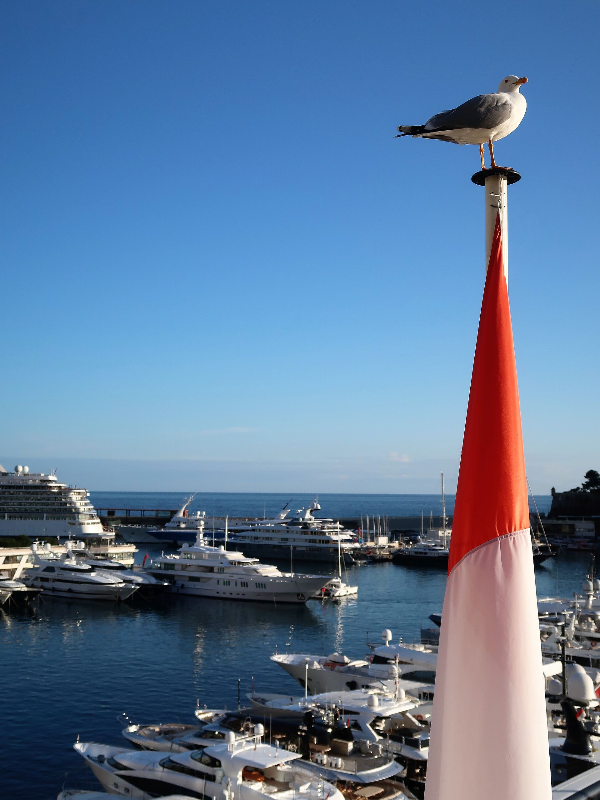 Monaco Hafen mit Möwe