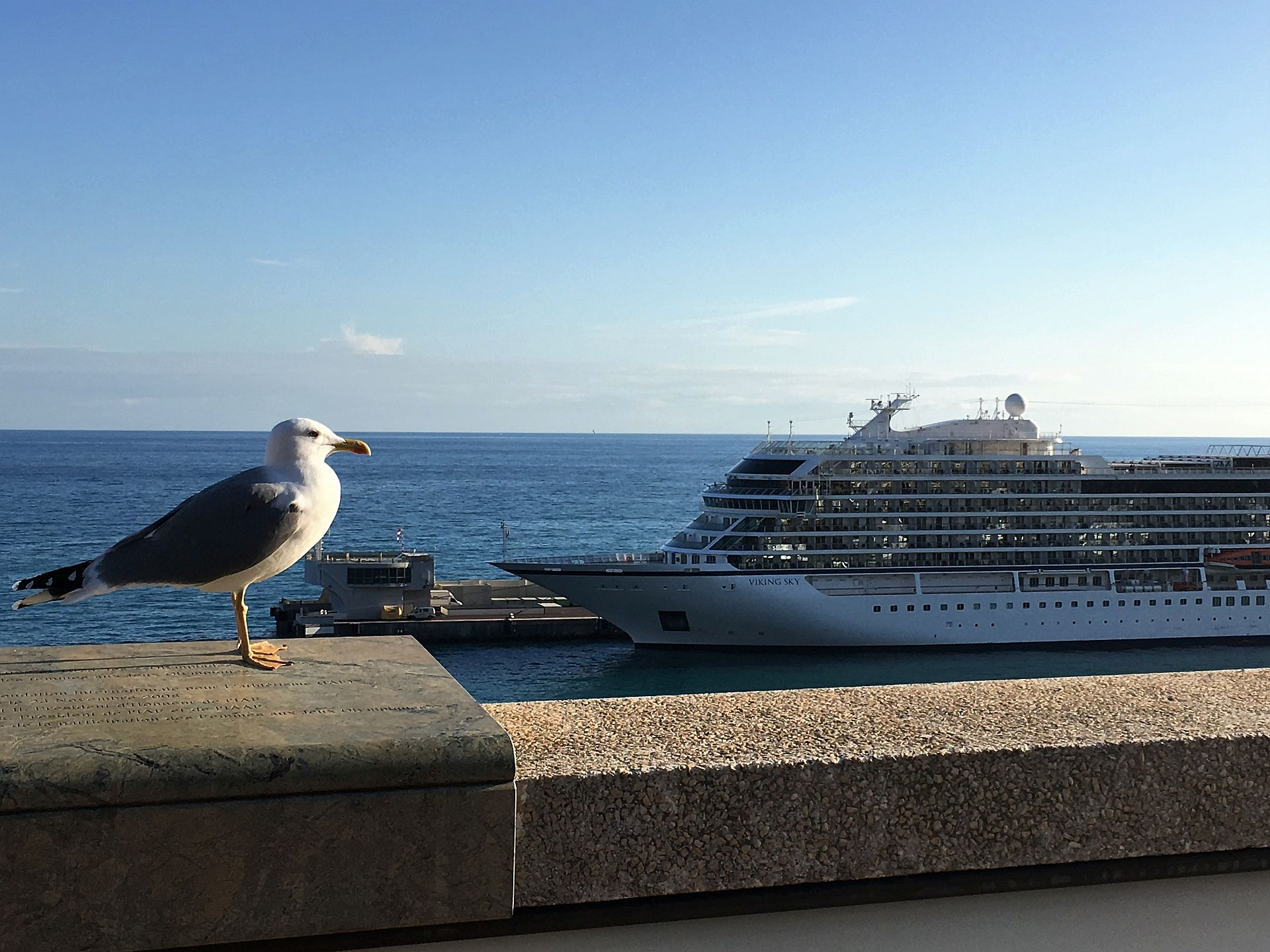 Möwe in Monte Carlo