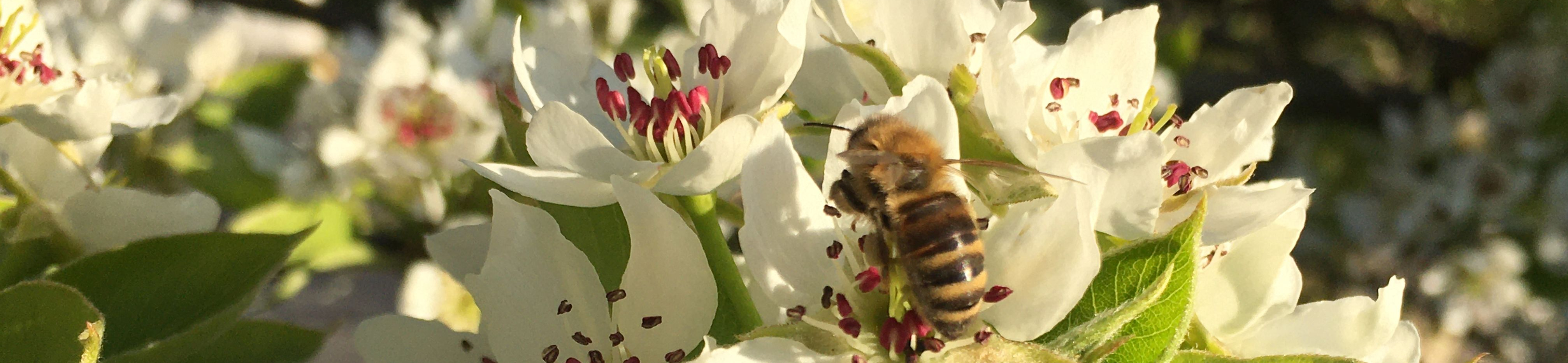 Biene in Blüte der Nashi Birne